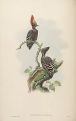 Hemicercus concretus